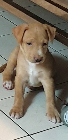 Alora - Mixed Breed Dog