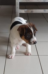 Archer - Mixed Breed Dog