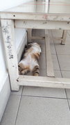 Sos - Lazy Cat - Again - Domestic Short Hair + Calico Cat