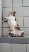 Sos - Lazy Cat - Again - Domestic Short Hair + Calico Cat