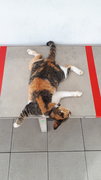 Sos - Lazy Cat - Again - Domestic Short Hair + Calico Cat