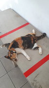 Sos - Lazy Cat - Again - Domestic Short Hair + Calico Cat