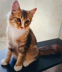 Whiskee - Maine Coon + Domestic Long Hair Cat