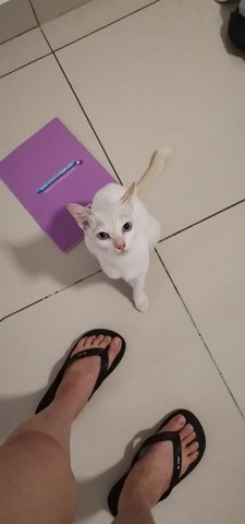 Snowy The White Cat - Domestic Short Hair Cat