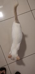 Snowy The White Cat - Domestic Short Hair Cat