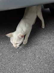 Snowy The White Cat - Domestic Short Hair Cat