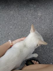 Snowy The White Cat - Domestic Short Hair Cat