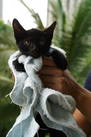 Black Female Kitten - Domestic Short Hair Cat