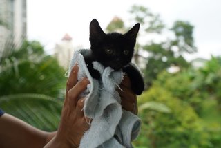 Black Female Kitten - Domestic Short Hair Cat