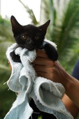 Black Female Kitten - Domestic Short Hair Cat