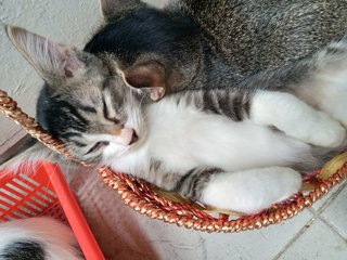 Black Bean - Domestic Medium Hair Cat