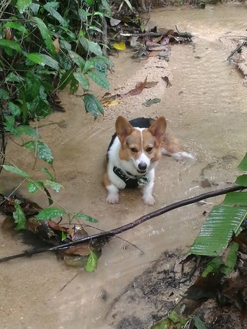 Bucky - Welsh Corgi Dog