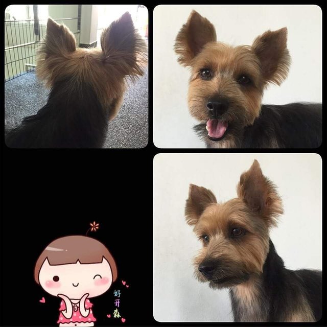 Kobe - Silky Terrier Dog