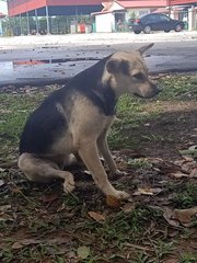 Baby Girl - Mixed Breed Dog