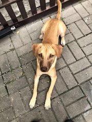 PF102278 - Labrador Retriever Mix Dog