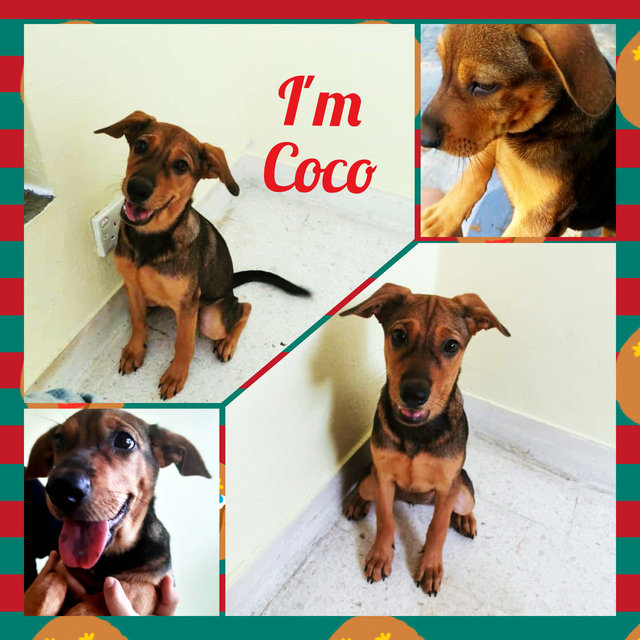 Coco - Mixed Breed Dog