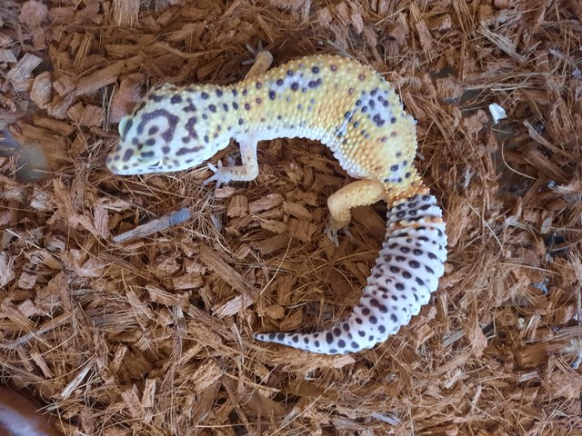 Moon - Gecko Reptile