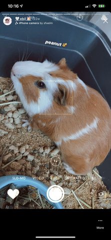 Peanut Butter - Guinea Pig Small & Furry