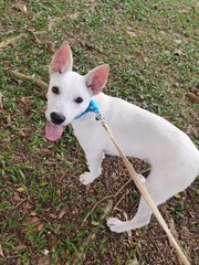 Hello!! I am Tofu (white and Asian 😀). I can play fetch, active, playful and loves belly rubs. 