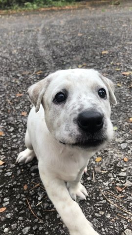 Moo - Mixed Breed Dog