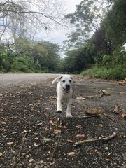 Moo - Mixed Breed Dog