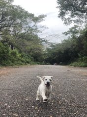 Moo - Mixed Breed Dog