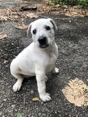 Moo - Mixed Breed Dog