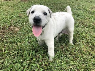 Moo - Mixed Breed Dog