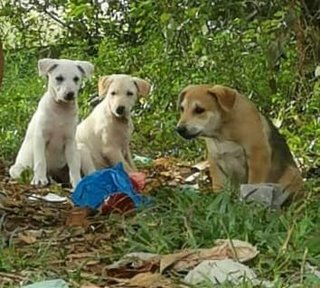 5 Cute Puppies - Mixed Breed Dog