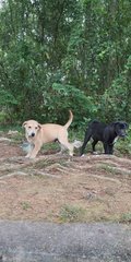 5 Cute Puppies - Mixed Breed Dog