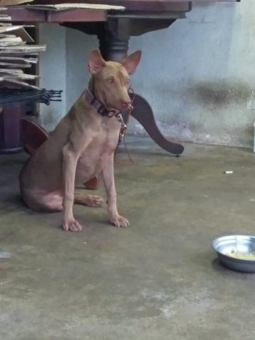 Burmese Rescuer Dog For Adoption - Mixed Breed Dog