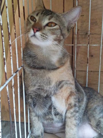 Yellow And Green - Domestic Short Hair Cat