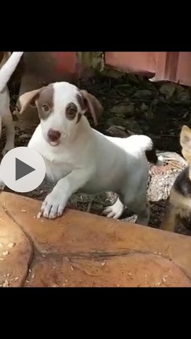 Twin-kle - Terrier Mix Dog