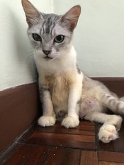 Tofu - Domestic Short Hair Cat