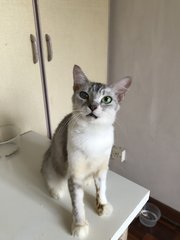 Tofu - Domestic Short Hair Cat