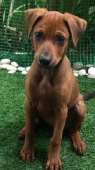 Bobby Boy (Aka Bb) - Mixed Breed Dog