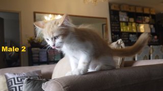 Persian Mix Kitten (B6) - Persian Cat