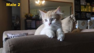 Persian Mix Kitten (B6) - Persian Cat