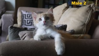 Persian Mix Kitten (B6) - Persian Cat