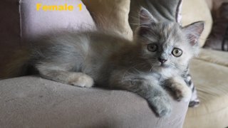 Persian Mix Kitten (B6) - Persian Cat