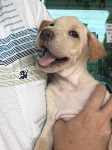 Button - Labrador Retriever Dog