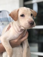 Button - Labrador Retriever Dog