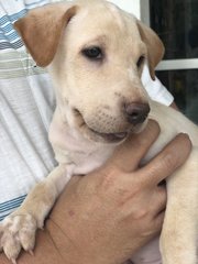 Button - Labrador Retriever Dog