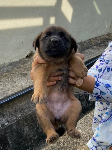 Cute Puppy - Mixed Breed Dog