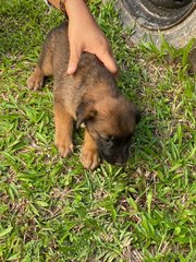 Cute Puppy - Mixed Breed Dog