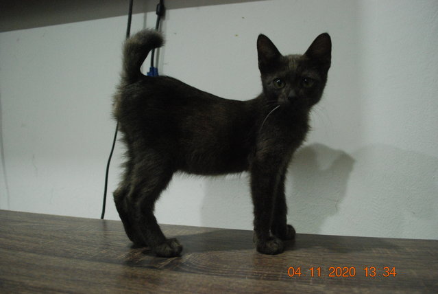 PF102350 - Domestic Medium Hair + Domestic Short Hair Cat