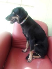 Preety Girl - Mixed Breed Dog