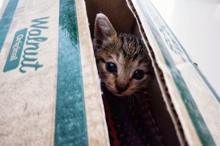 Walnut - Tabby Cat