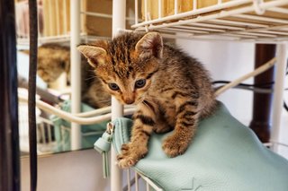 Walnut - Tabby Cat