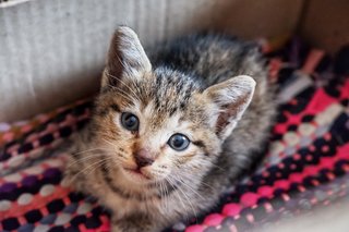 Walnut - Tabby Cat